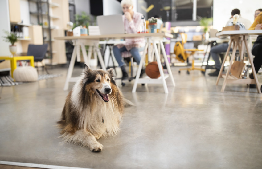 Cane in ambiente lavorativo