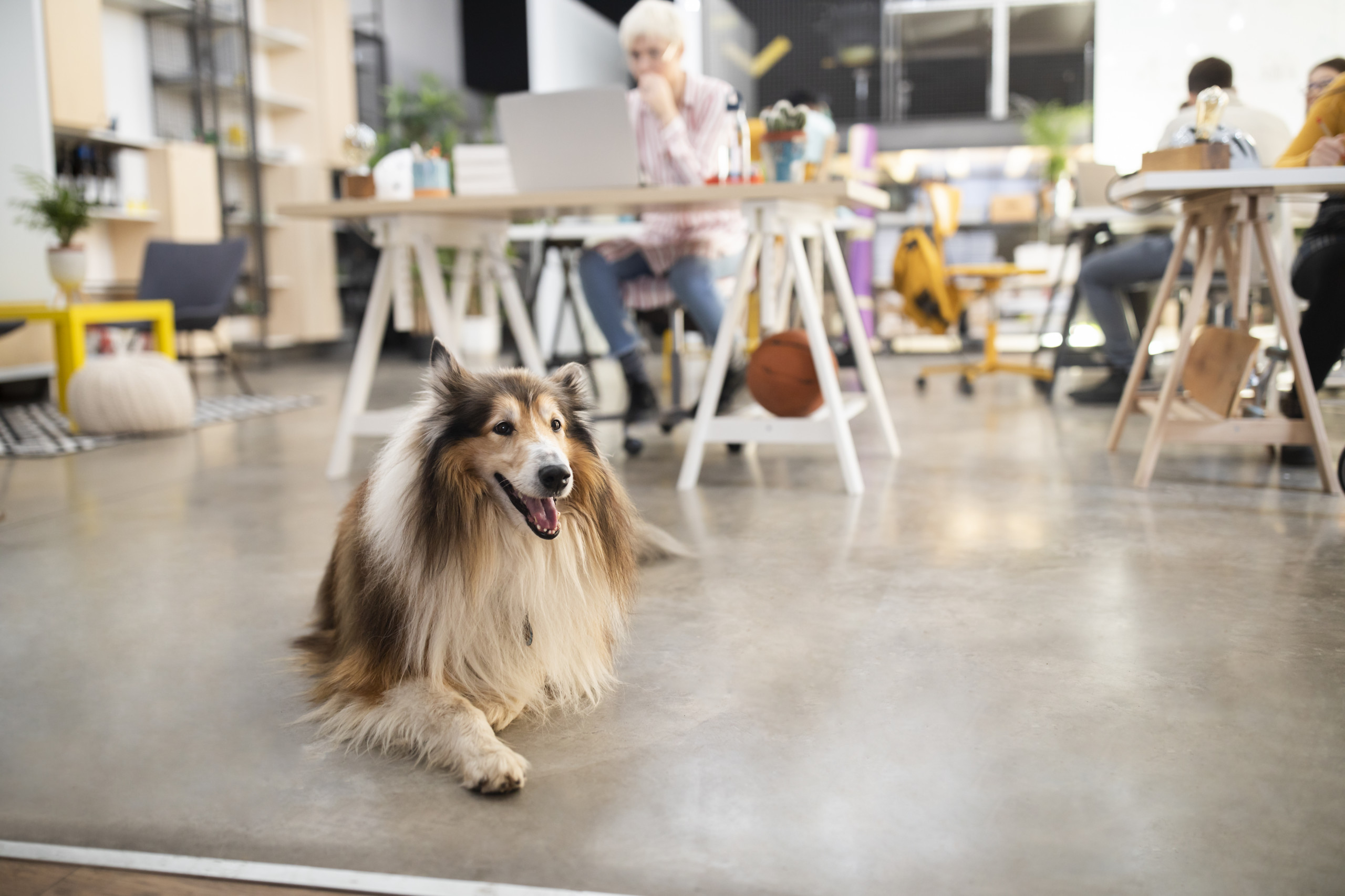 Cane in ambiente lavorativo