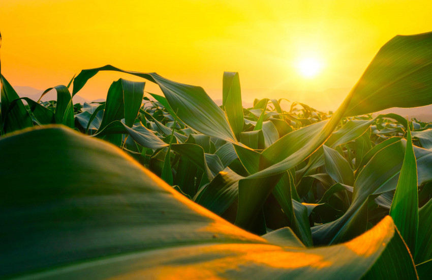 Piante-con-tramonto