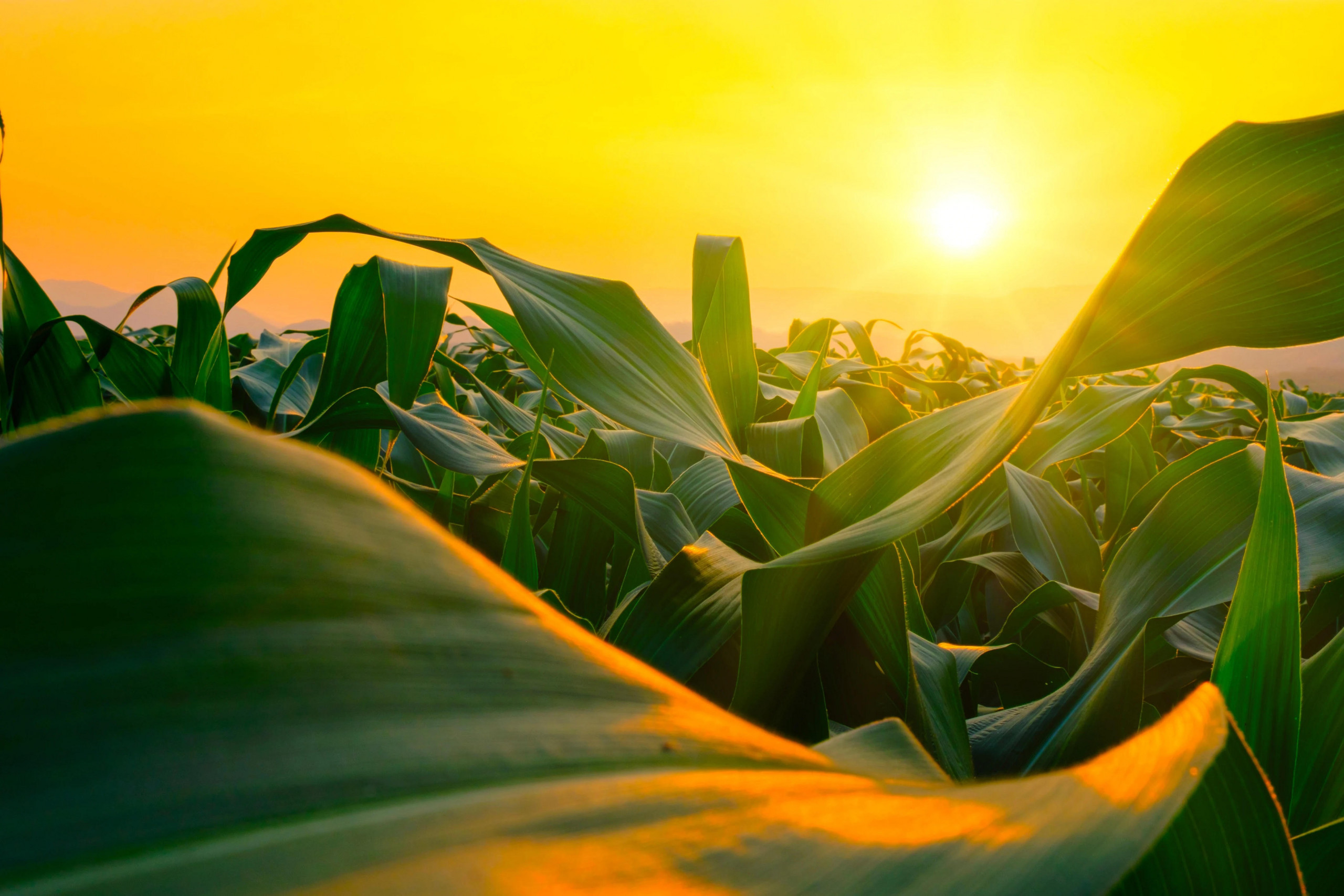 Piante-con-tramonto