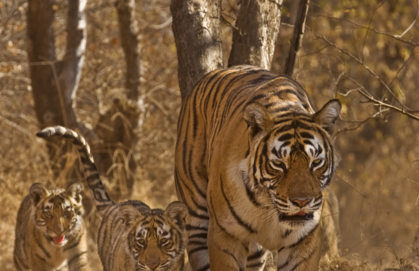 Tigre-con-tigrotti
