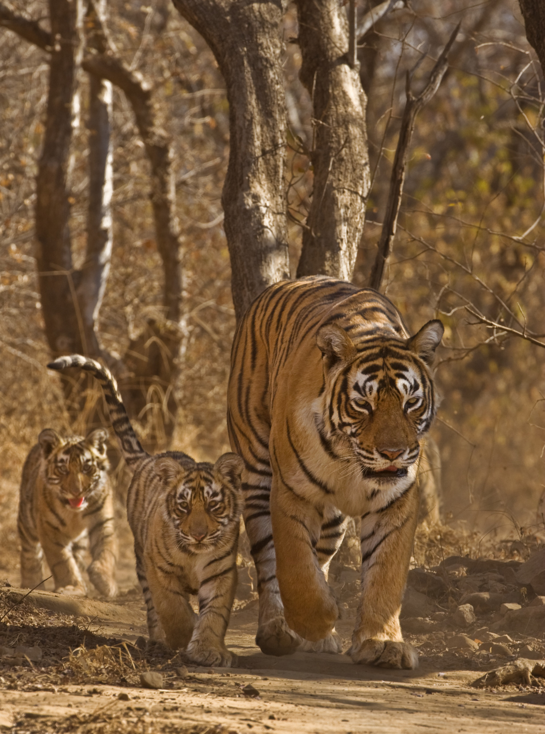 Tigre-con-tigrotti